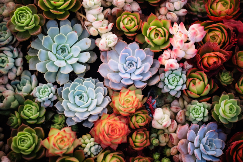 爱好多肉植物的天堂五颜六色长势喜人,高清,摄影图,摄影图片,图片大全,摄影图免费下载